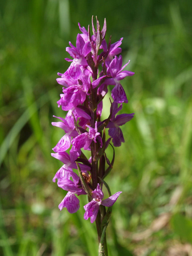 Dactylorhiza traunsteineri / Orchide di Traunsteiner